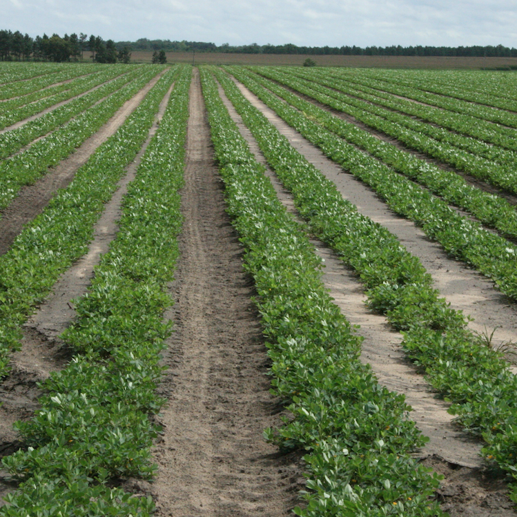 USDA changes Seg 2 peanut grading requirements